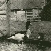 En gravand, omhändertagen på gården.