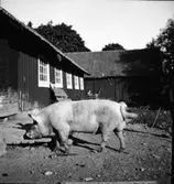 Djurhållning vid Kalmar flygflottilj under beredskapsåren.