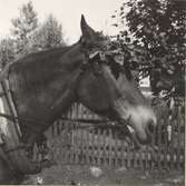 Karl Emil Wingren, häst med lövkrans för undvikande av solsting och för att skydda ögonen mot flugor.