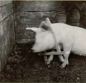 Karl Erlandssons gris med grisok. Utegående grisar kunde förses med dylika anordningar för att förhindra att de sprang bort.