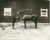 Remont som skulle visas för premieringsnämnd. Hästarna var tre år när de köptes av militären som sedan utbildade dem i 3 år. De var alltså 6 år innan de användes i tjänst.