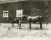 Bengt Åhman visar upp ett avelssto med föl.