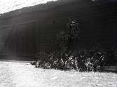 Johan Carlmans gård. Björklöv upphängt på tork på logväggen; lövet bryts när det är fullvuxet. Logen är byggd 1874.