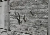 Träkrokar på väggen till en byggnad som står invid manbyggningen. Vedbod med mera.