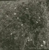 Stora alvaret.
Ölandstok.