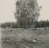 Bild på en björk vid en fornlämning ifrån järnåldern, i Vida.