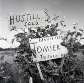 Skyltar angående tomtförsäljning i Eskilsund.

Kvarn tillhörande professor O Holmberg, 1952.