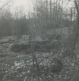 En varggrop i skogen.