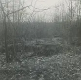 En varggrop i skogen.