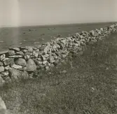 Stenmur vid vägen Brunneby - Resmo på alvaret.