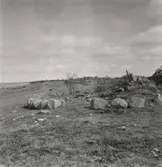 Skadad gravhög vid Gullehamn.