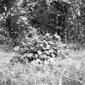 Hasseluppslag, toppbetat av får på ängen vid Borg.