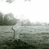 Martinuskorset i Gärdslösa.