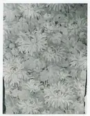 Tapeter funna i Krusenstiernska gården vid omtapetsering 1970.