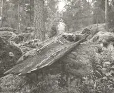 En gammal stockbåt vid Gallsjön.