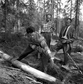 Skogshuggarkurs i Hällefors.
April 1956.