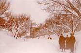 Olof Palmes gata i rikligt med snö år 1895.