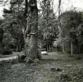 Trädgård i gamla staden i Kalmar.