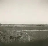 Åkrar i Södra Möckleby med typiska öländska stenmurar.