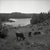 Betande kor vid sjö.