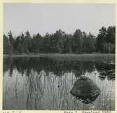 Nät utlagt i Djurvik i Arvesjön för fångst av abborre och mört.