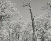 Skog utanför Vinäs Herrgård.