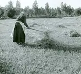 Kvinna som räfsar hö på en slåtteräng.