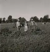 Lövtäkt. Lövet torkas för att komplettera detta [1938] års dåliga höskörd. Lövet används huvudsakligen som fårfoder.