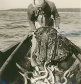 Jonas Olsson i Svartvik.
Ålbottengarnsfiske.