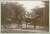 Carlsberg 1893.
Gustav Sundbergs ekipage med kusken och alltiallon Ryd.