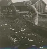 Fiskfångst vid ett fiskeläge i Svartvik.