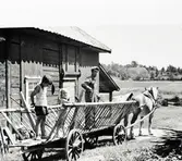 Hökörning på Älö. 
Evald Alexandersson