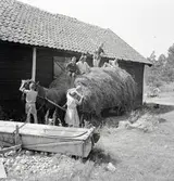 Hökörning hos Thore Johansson.