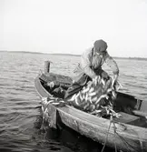 R. Vigsén tager upp skötar.