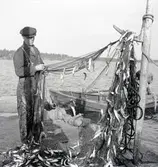 R. Vigsén plockar strömmingen ur skötarna.