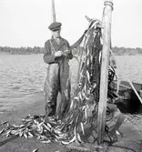 R. Vigsén plockar strömmingen ur skötarna.