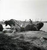 Hökörning med oxe på Älö.