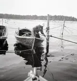 Ålbottengarn sättas ut.