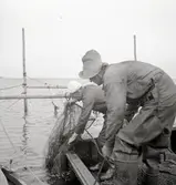 Ålbottengarnen sättas ut.