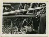 Korgmakaren Johan Ek på torpet Skogstorp utanför Orrefors tillverkar vidjor som ska användas till korgflätning.