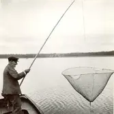 Håven med löjfångsten tages upp i Allgunnen.