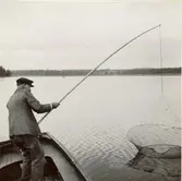 Håven med löjfångsten tages upp i Allgunnen.