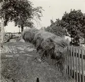 Valåkra nummer ett, linkärvar till torkning.