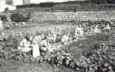 Trädgårdsland vid Tullskolan.  Under andra världskriget bedrev många skolor trädgårdsskötsel som ett led i folkförsörjningen.