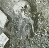 Skelettet med vänstra spännbucklan.