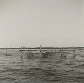 Ålfiske vid kusten utanför Gunnarstorp.