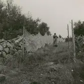 John Sjögrens nätgård på båtstan.