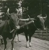 Oxar och oxok i Gröndal (Torp)