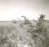 Vresros på en strandäng på Kårö.