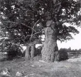 Fridlysta ekar vid Örsjövägen nära kyrkan.